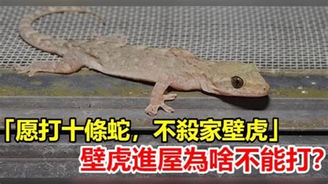 壁虎叫財|【壁虎叫財】壁虎叫財！5種動物進家代表好運降臨，小心錯過這4。